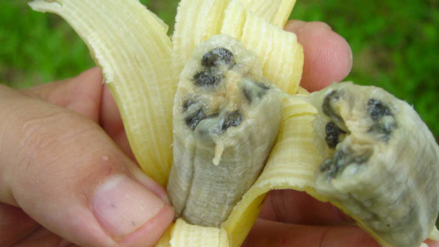 A New Strain Of The Panama Disease Called Tropical Race 4 Has Jumped 